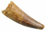 Juvenile Fossil Spinosaurus Tooth - Real Dinosaur Tooth #354820-1